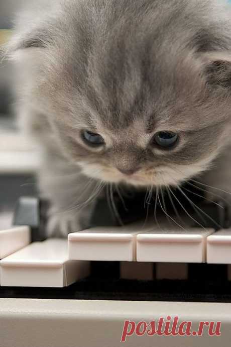 The Tiniest Pianist | Cutest Paw