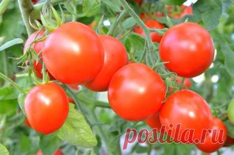 Что нужно сделать для хорошего урожая томатов — 6 соток