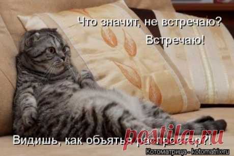 Свежая котоматрица