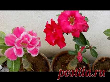 How to grow Adenium plant with care