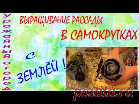 ВЫРАЩИВАНИЕ РАССАДЫ В САМОКРУТКАХ С ЗЕМЛЕЙ!!! - YouTube