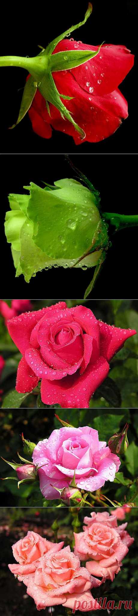 Капли росы на цветах роз, фотографии роз после дождя