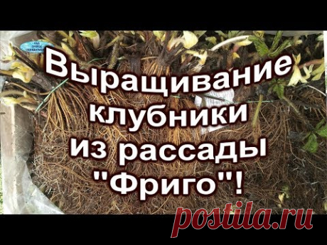 Рассада клубники " фриго"-что это?