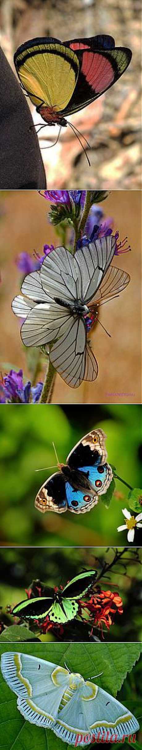 Blue Beauty | Butterflies