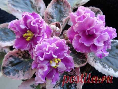 AFRICAN VIOLET LEAF EK- YAROSLAVL RUSSIAN | eBay