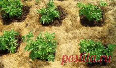 Как сделать почву плодородной — простые советы