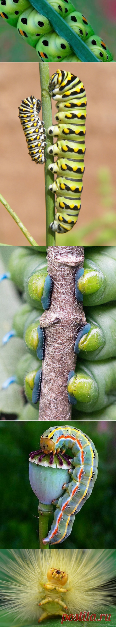 10 любопытных фото для тех, кто никогда не видел, насколько странные ноги у гусениц - ХОЧУ ВСЁ ЗНАТЬ - медиаплатформа МирТесен