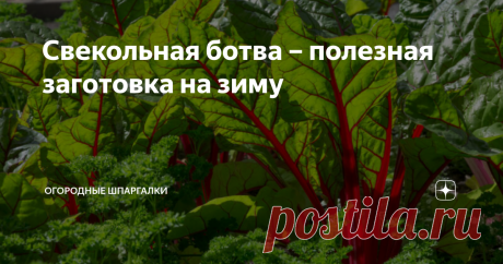 Свекольная ботва – полезная заготовка на зиму Свекла — это полезный и вкусный овощ: в пищу можно употреблять не только корнеплоды, но и надземные части. Правильно приготовленная свекольная ботва станет незаменимой заготовкой на зиму.