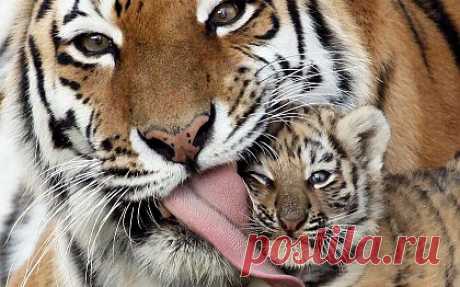 Мама и детёнышь тигра обои