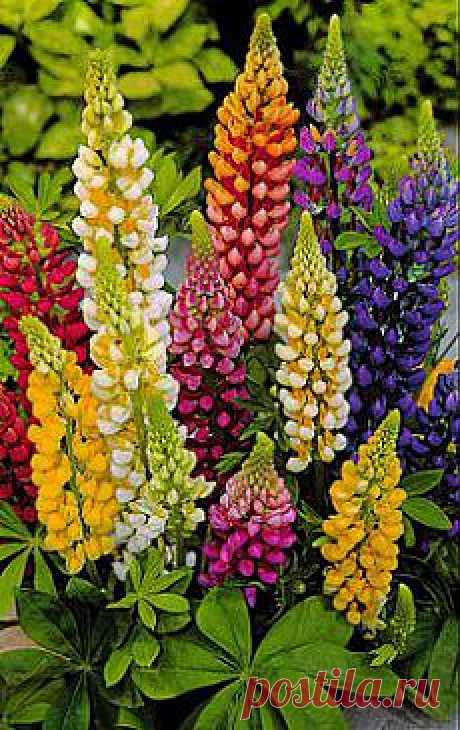 Dwarf Lupins 'Gallery Mixture' Mix