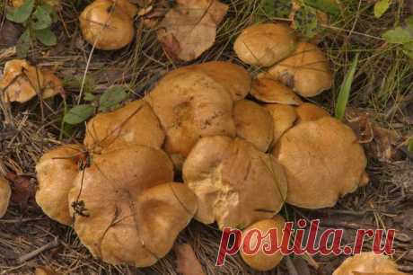 Грибы козлята. Как выглядит гриб козленок. Бывают ли ложные козлята? :: SYL.ru
