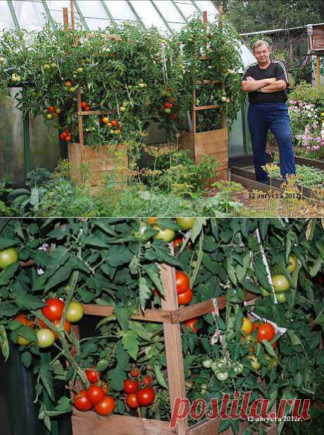Такие помидоры выращиваю я! А какие ты?.