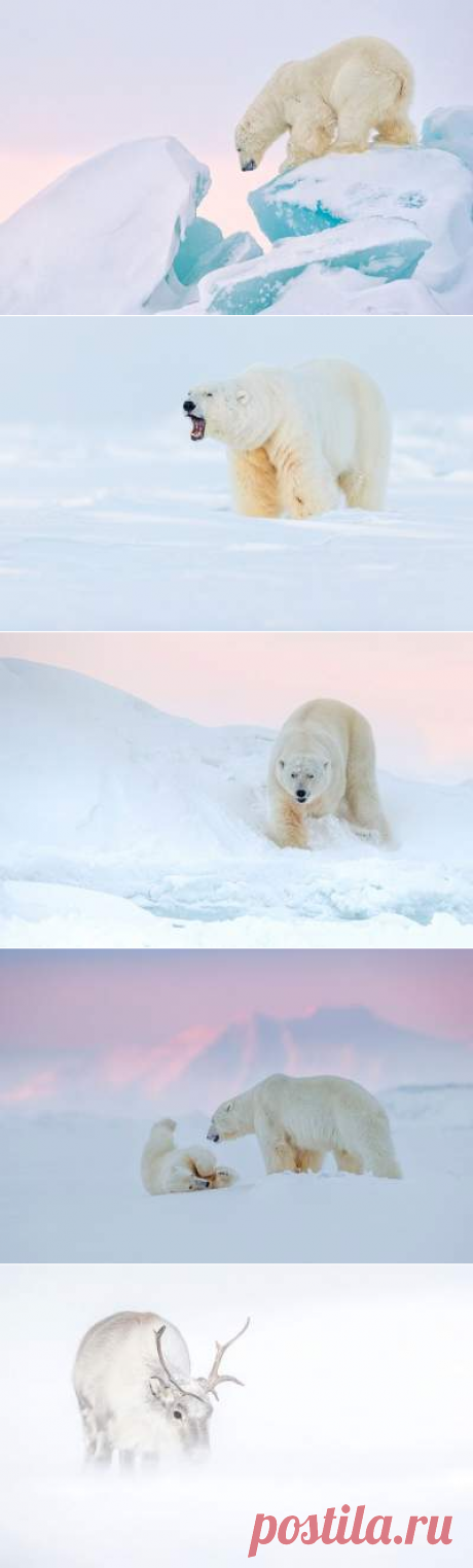 «Призраки Арктики»: потрясающие снимки Джошуа Холко (ФОТО)