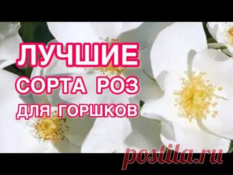 КАКИЕ СОРТА РОЗ ПОДХОДЯТ ДЛЯ ГОРШКОВ | ОБЪЁМЫ | ПРИВИТЫЕ РОЗЫ И КОРНЕСОБСТВЕННЫЕ