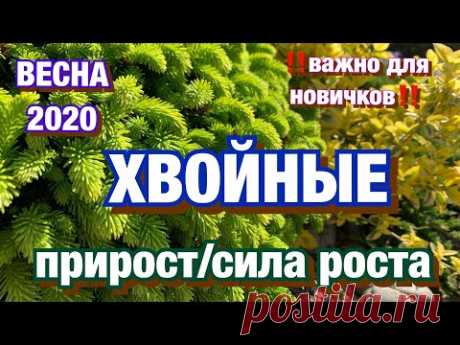 ХВОЙНЫЕ в саду/ Прирост/ Сила роста/ Уход за хвойными