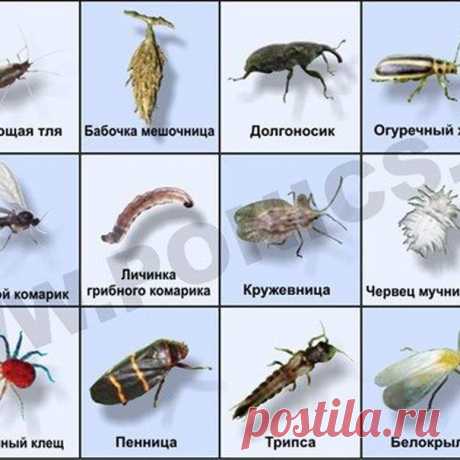 Настой из корней хрена от вредителей сада

Измельчите 0,5 кг сухих или 1 кг свежих корней хрена, поместите их в эмалированную емкость, залейте 10-ю литрами воды и оставьте настаиваться на 2-е суток под закрытой крышкой. Прокипятите и настаивайте 2-е суток.

Разотрите смесь и, отжав, процедите настой. Можно использовать сразу. А можно хранить в темном прохладном месте, разлив по бутылкам, плотно закупорив и залив парафином.

Настой из корней хрена используется для борьбы с ...