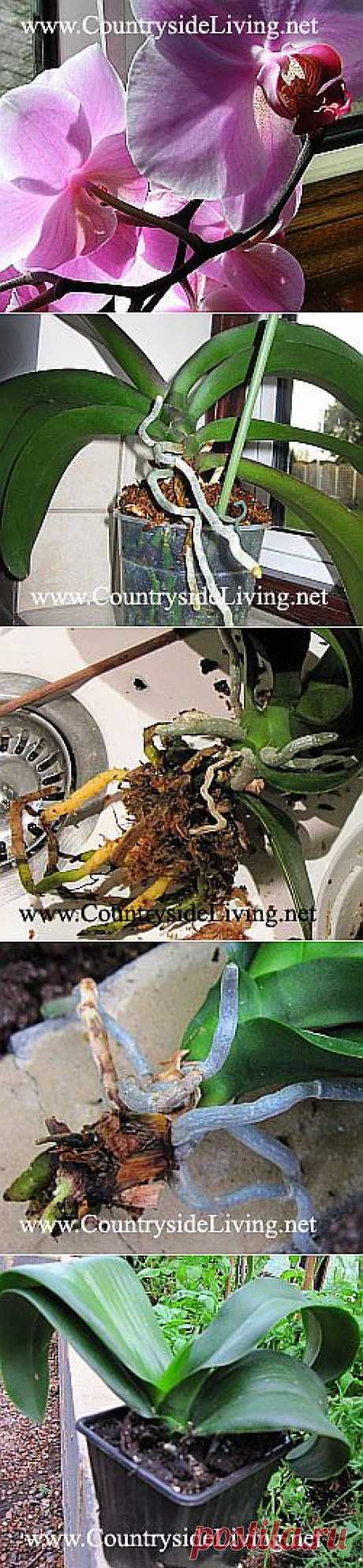 Фаленопсис: пересадка орхидеи фаленопсис в домашних условиях. Phalaenopsis