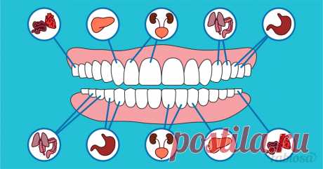 Каждый зуб связан с определенным органом в вашем теле | Милая Я Вряд ли найдется много счастливчиков, которые никогда в жизни не испытывали «прелести» зубной боли. И хотя зачастую зубная боль свидетельствует о заболеваниях десен или кариесе, в некоторых случаях она может сигнализировать о проблемах в работе внутренних органов. Дело в том, что каждый зуб отвечает за определенный орган или систему в теле человека, поэтому таким образом наш организм «намекает» нам на возможно...
