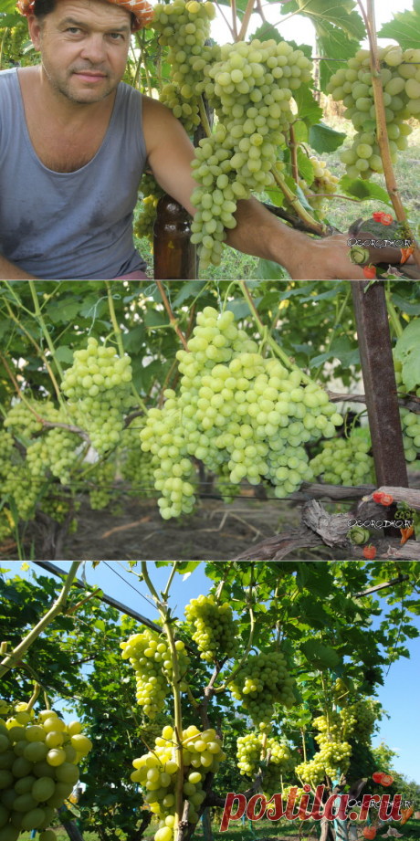 Виноград Аркадия – описание сорта, отзывы, урожайность, посадка и уход + фото