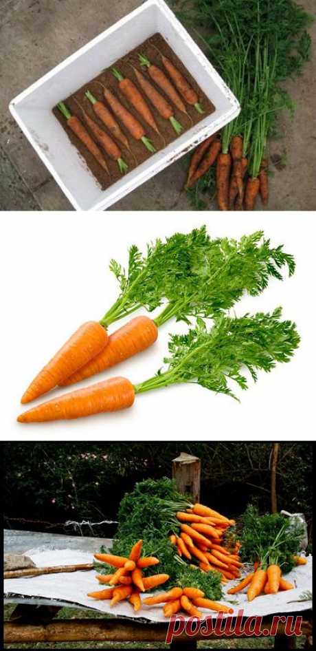 Как правильно хранить морковь в домашних условиях?