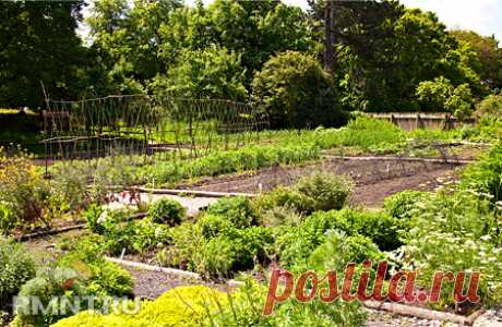 Планировка огорода — готовимся к посадке овощей RMNT.RU