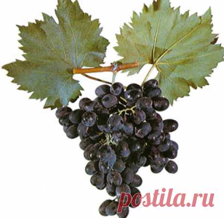 Сорт винограда Молдова