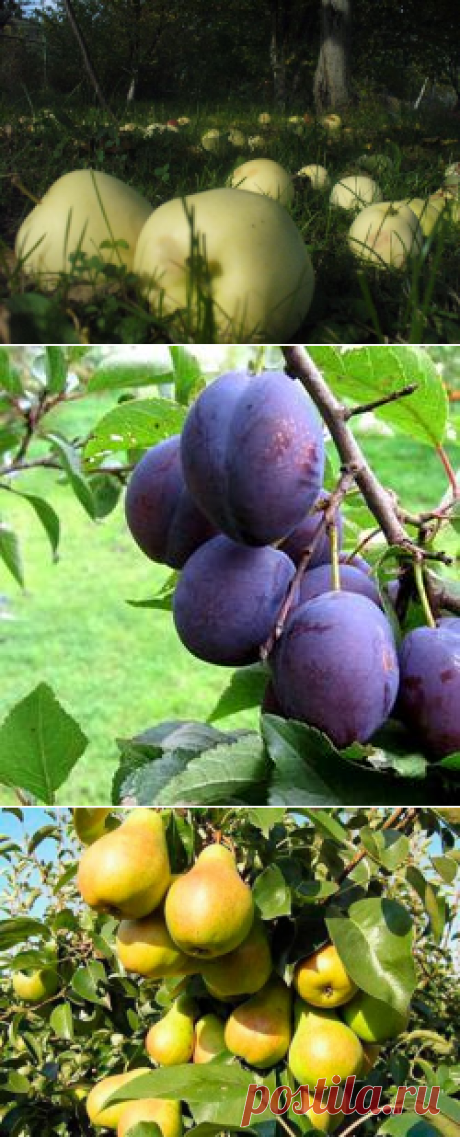 Почему осыпаются плоды с фруктовых деревьев — 6 соток