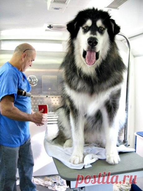 20 больших собак, которые понятия не имеют, насколько огромны • НОВОСТИ В ФОТОГРАФИЯХ