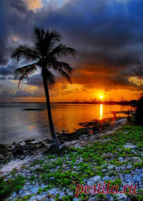 Cayman Palm Sunset | 50 Stunning Sunset And Sunrise Photos