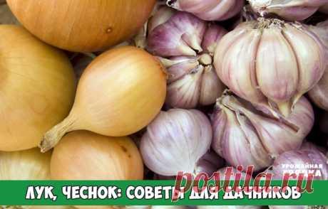 Лук, чеснок: советы для дачников

Желтеет перо чеснока, лука? Причиной может быть луковая муха, нематода, нехватка азота.

Подкормки:
* Рано весной, после появления всходов, нужно подкармливать чеснок азотными удобрениями (мочевина). Позже — хлористым калием.
* Попробуйте подкормить суперфосфатом: 1 ст. л. суперфосфата в небольшом количестве воды настоять в течении 1-2 суток и после полива, разбавив водой, пролить под корень.  Либо просто после дождика посыпьте 1 ст.л. суп...