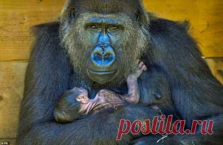 Новорожденная горилла и ее мама на снимках . Тут забавно !!!