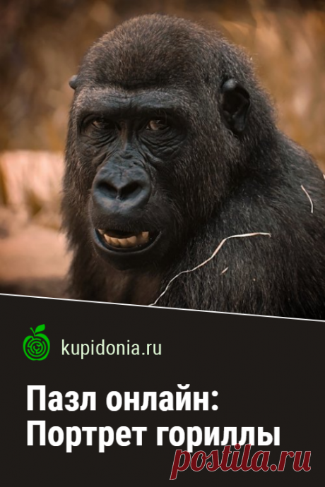 Пазл онлайн: Портрет гориллы. Пазл онлайн с большой обезьяной из серии «Дикие животные». Собирай красивые пазл на сайте!