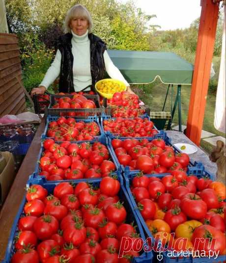 Агротехника выращивания томатов ОТ и ДО: Группа Практикум садовода и огородника