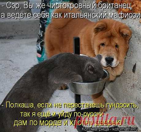 Котоматрица: Лучшие за сентябрь 2012