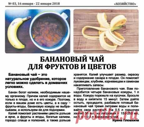 Банановый чай для фруктов и цветов