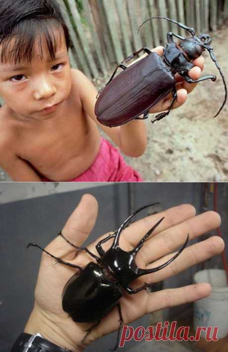 10 самых больших насекомых