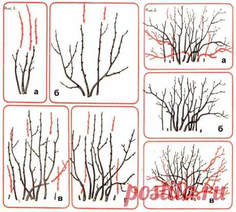 Десять золотых правил обрезки смородины.