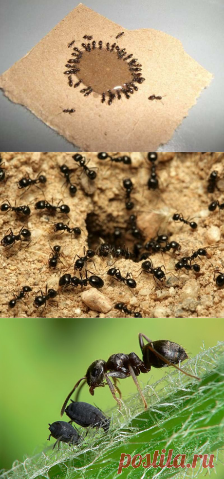 Борьба с садовыми муравьями народными средствами