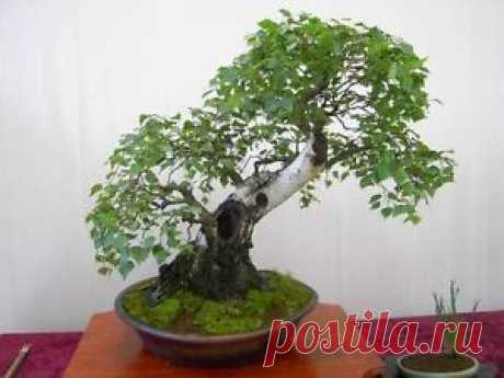 Betula pendula Silver Birch outdoor bonsai tree   |  Pinterest