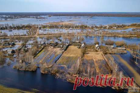 Море Геродота, или Как может разливаться река Припять