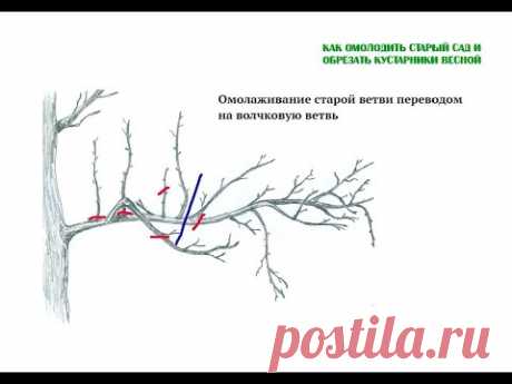 Как омолодить старый сад и обрезать кустарники весной. Полная версия вебинара Николая Рабушко. ©