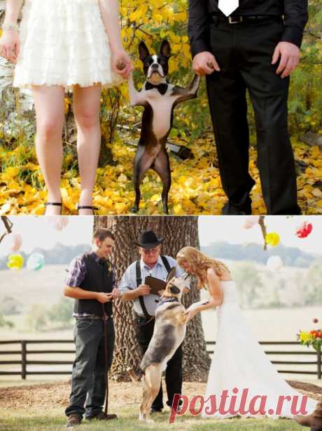 Разве можно не взять дорогого любимца на свою свадьбу?
Оригинальные идеи по включению собаки в сценарий вашей свадьбы!