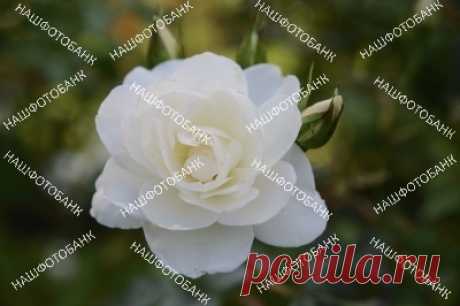 Белая роза в саду крупным планом Цветок белой розы крупным планом на размытом фоне зелёных листьев в саду солнечным летним днём. Садоводство, цветы в природе.