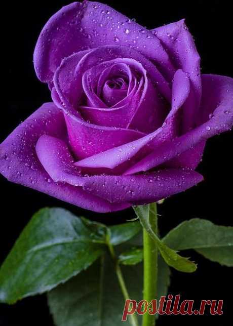 Purple Rose - by Garry Gay | flowers