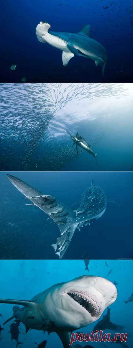 Фотографии подводного мира Александра Сафонова.