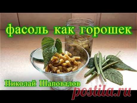 спаржевая фасоль как горошек, спаржевая фасоль рецепты.