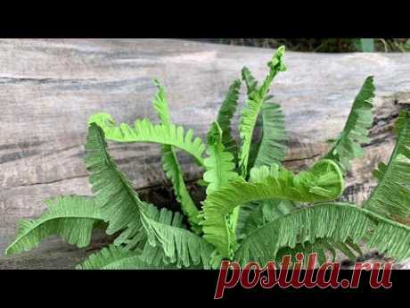 ABC TV | How To Make Boston Fern Paper With Crepe Paper - Craft Tutorial