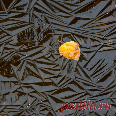 Лист, замерзший в пруду.