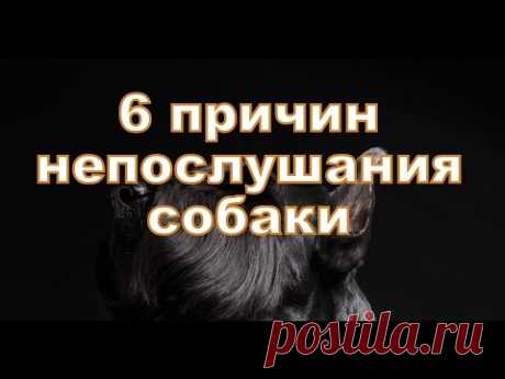 6 причин непослушание Вашей собаки