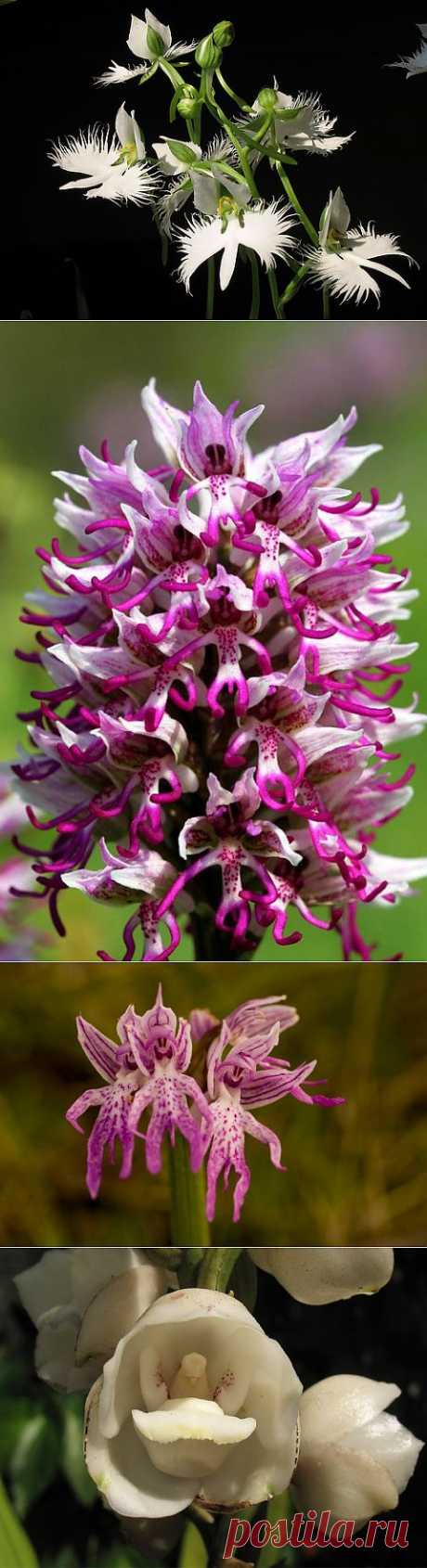 Забавные орхидеи! | УДИВИТЕЛЬНОЕ